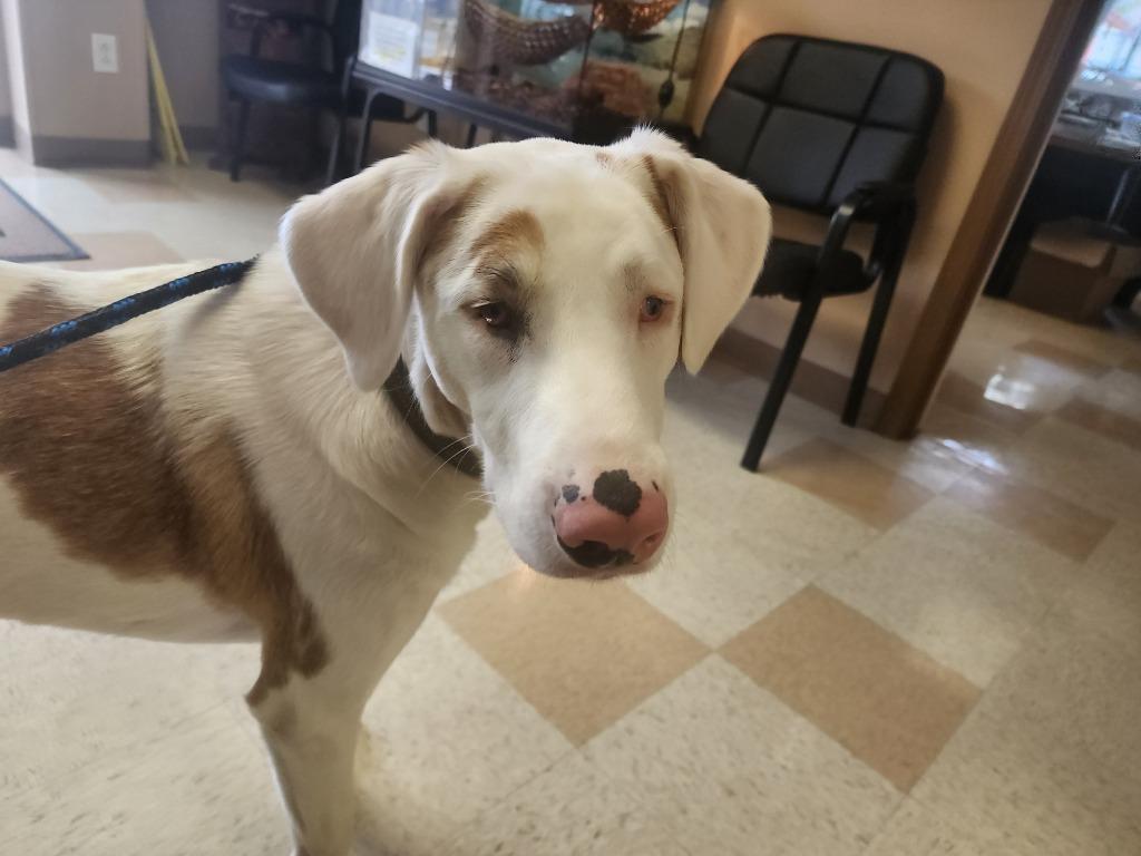 Enlarge Stevie, a Adoptable Hound in Maumelle, AR image 2/4