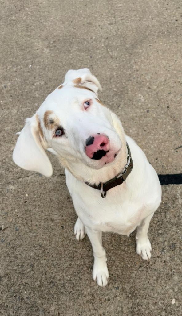 Enlarge Stevie, a Adoptable Hound in Maumelle, AR image 3/4