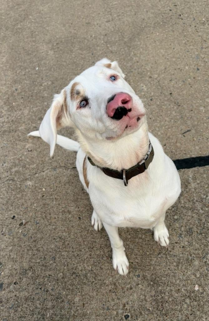 Enlarge Stevie, a Adoptable Hound in Maumelle, AR image 4/4