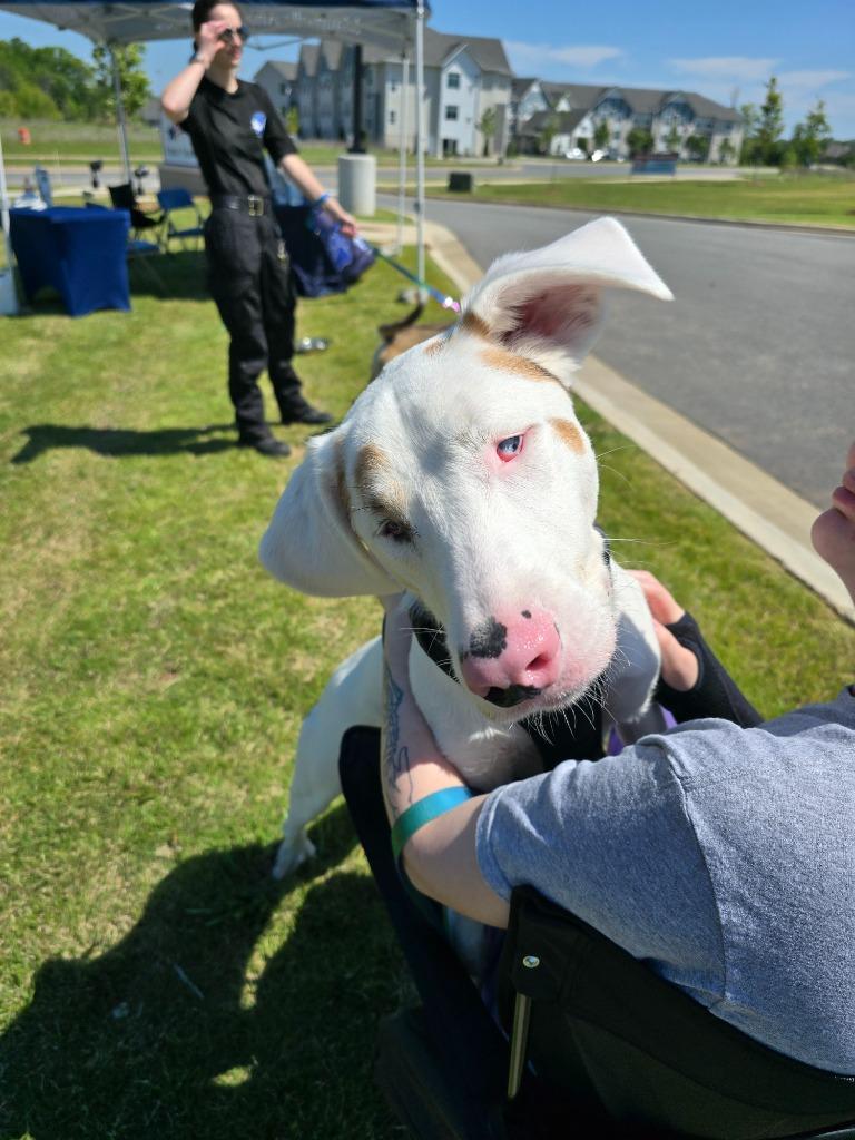 Enlarge Stevie, a Adoptable Hound in Maumelle, AR image 6/6