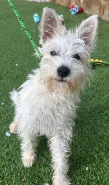 Enlarge KASHMERE, an adopted mixed breed in Dallas, TX image 1/1