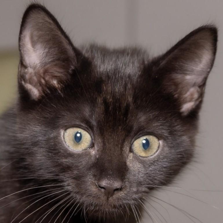 Jane Goodall, Adopted, Kitten Female Domestic Short Hair.