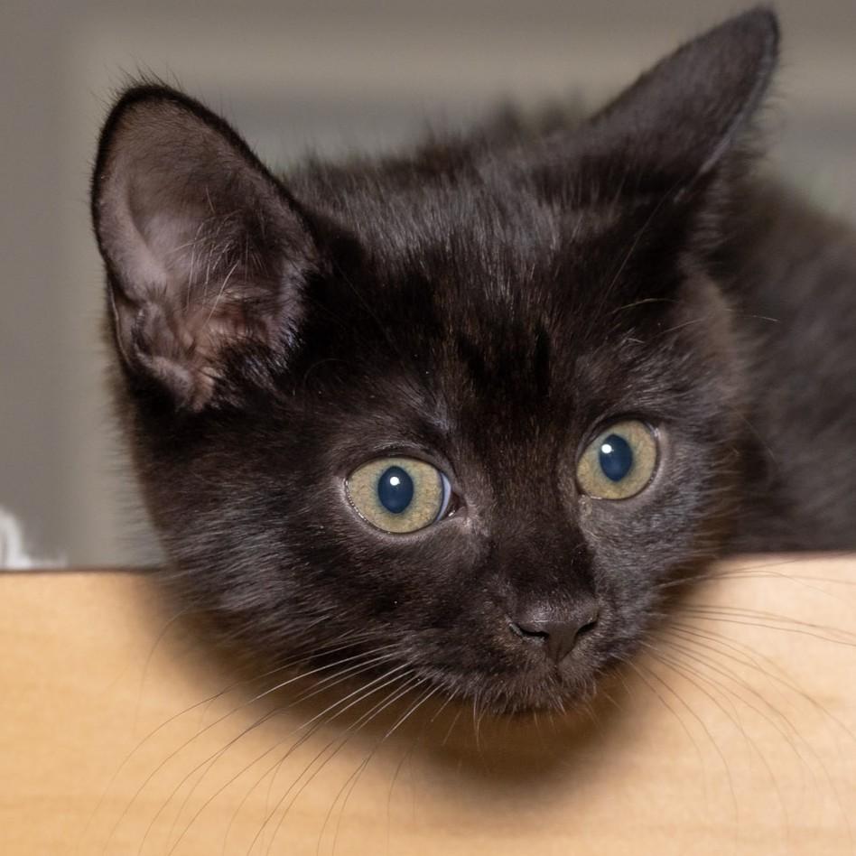 Enlarge Jane Goodall, a Adopted Domestic Short Hair in Victor, NY image 2/5