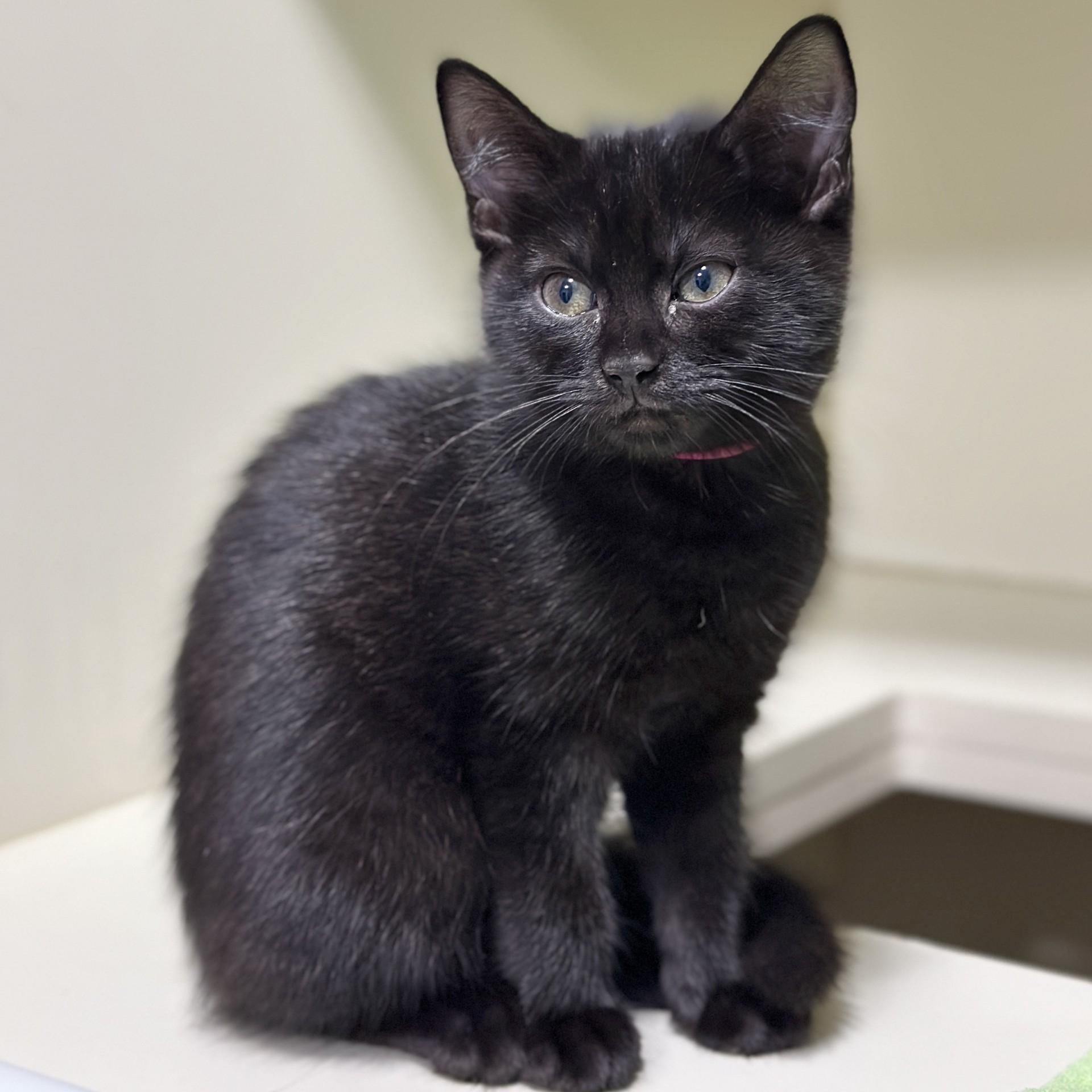 Enlarge Jane Goodall, a Adopted Domestic Short Hair in Victor, NY image 4/5