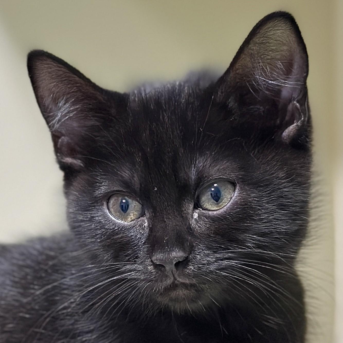 Enlarge Jane Goodall, a Adopted Domestic Short Hair in Victor, NY image 5/5