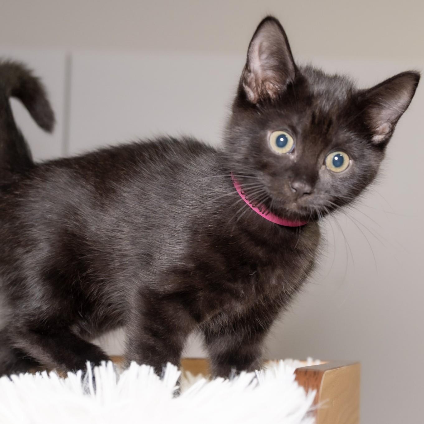 Enlarge Jane Goodall, a Adopted Domestic Short Hair in Victor, NY image 3/5