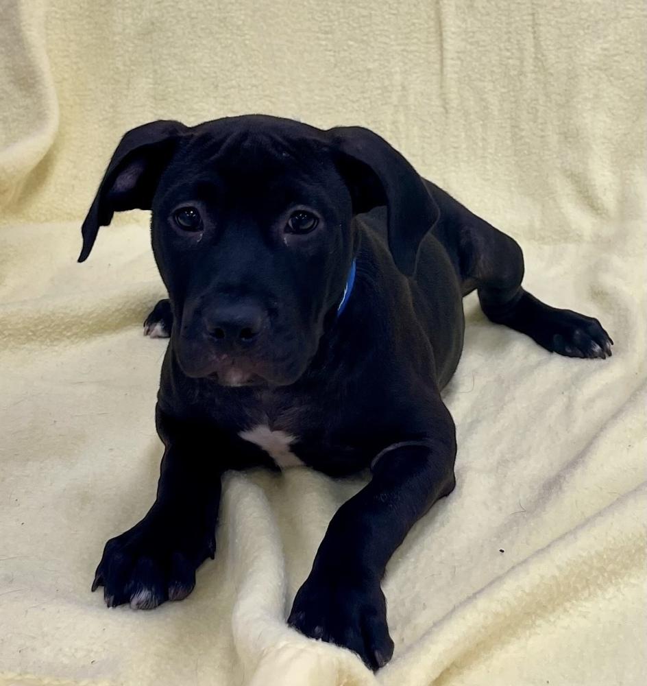 Ruth, Adoptable, Puppy Female Pit Bull Terrier & American Bulldog.