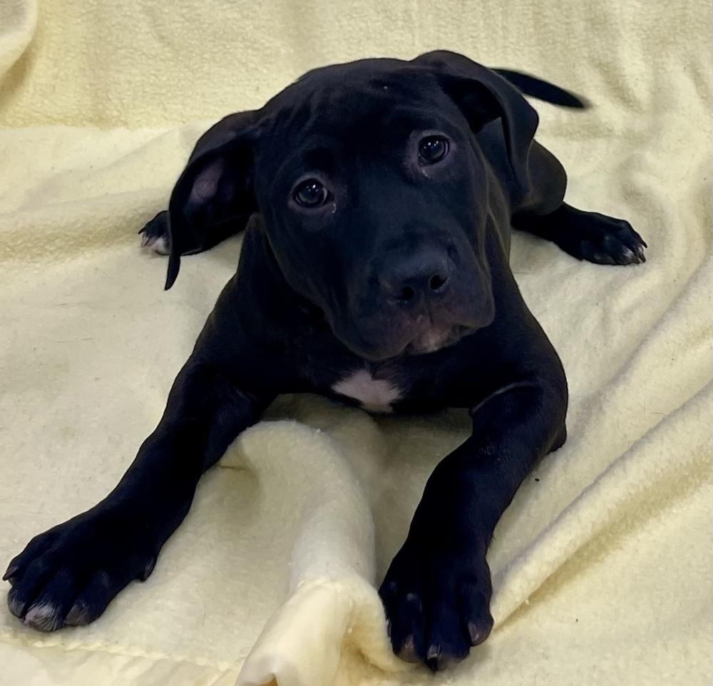 Enlarge Ruth, a Adoptable mixed breed in Jamestown, CA image 2/2