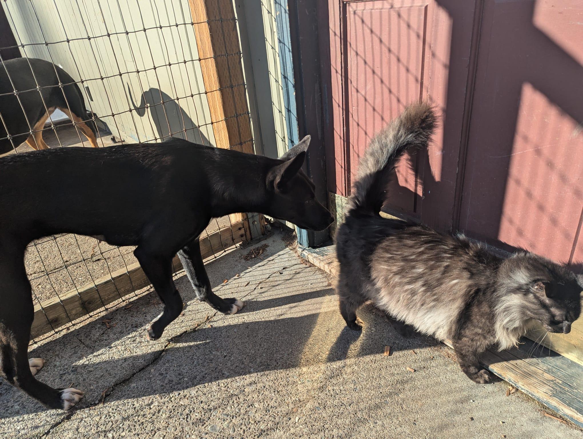 Enlarge Juniper, a Adoptable mixed breed in Victoria, BC image 3/4