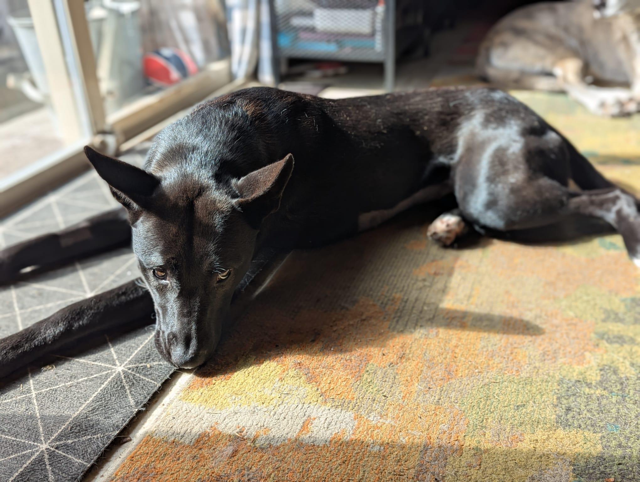 Enlarge Juniper, a Adoptable mixed breed in Victoria, BC image 2/4