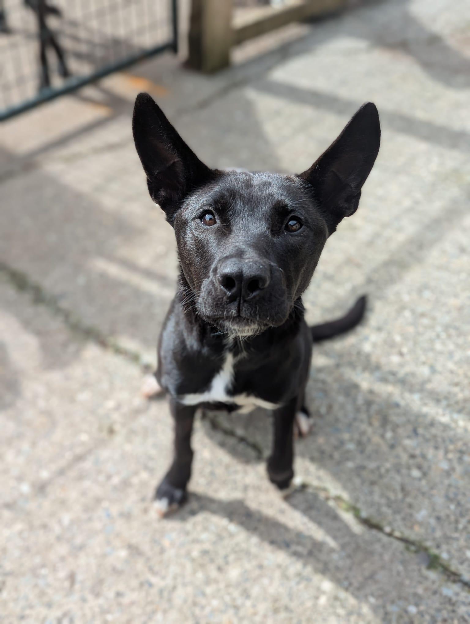 Juniper, Adoptable, Adult Female Pharaoh Hound.