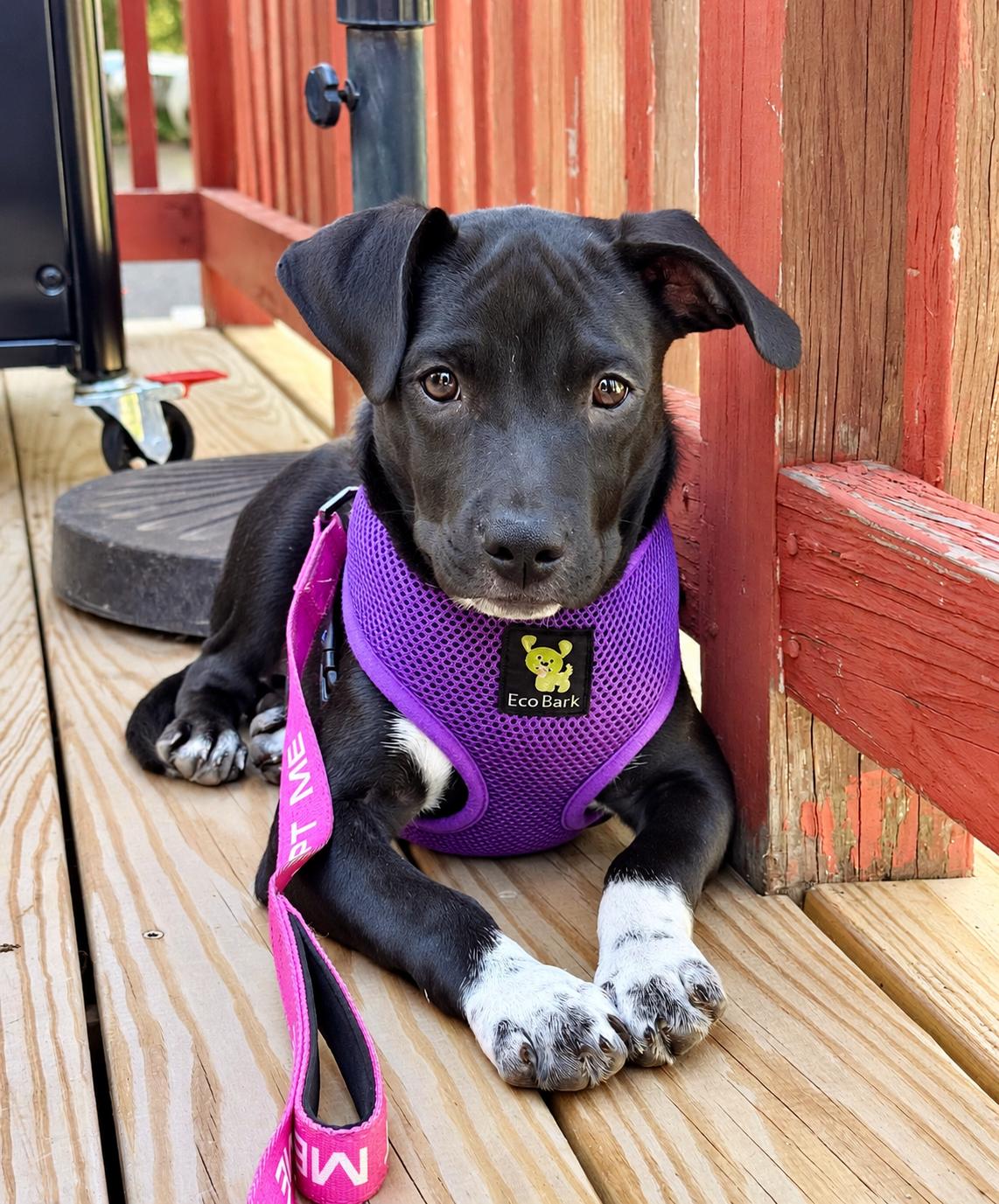 Enlarge Bonnie, a Adoptable mixed breed in Westport, MA image 1/6