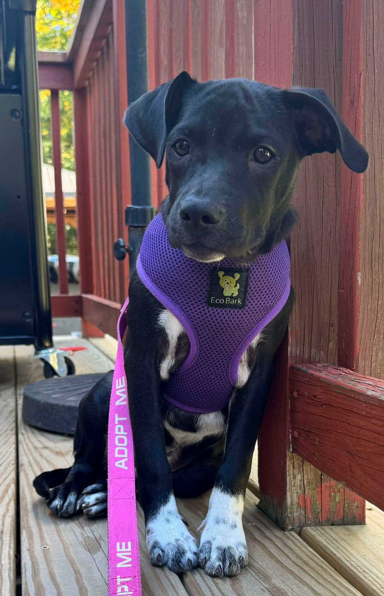 Enlarge Bonnie, a Adoptable mixed breed in Westport, MA image 5/6