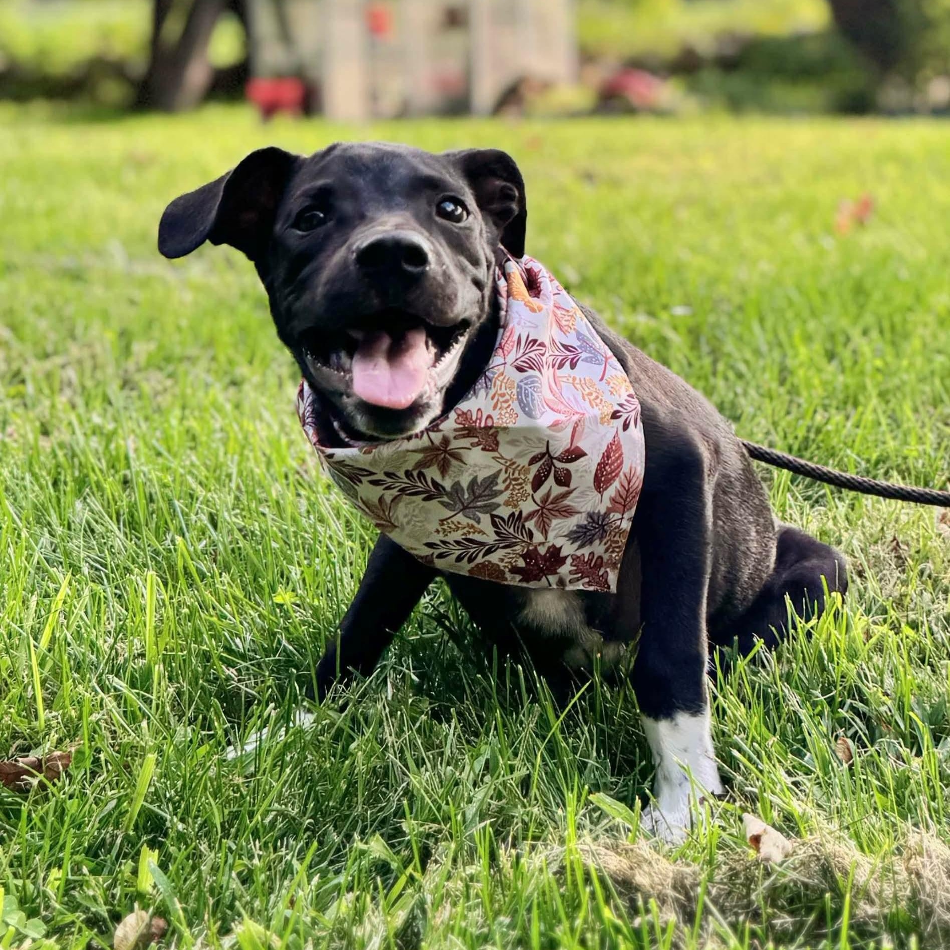 Enlarge Bonnie, a Adoptable mixed breed in Westport, MA image 3/6