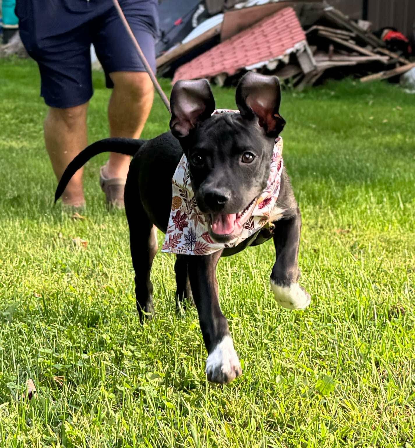 Enlarge Bonnie, a Adoptable mixed breed in Westport, MA image 4/6