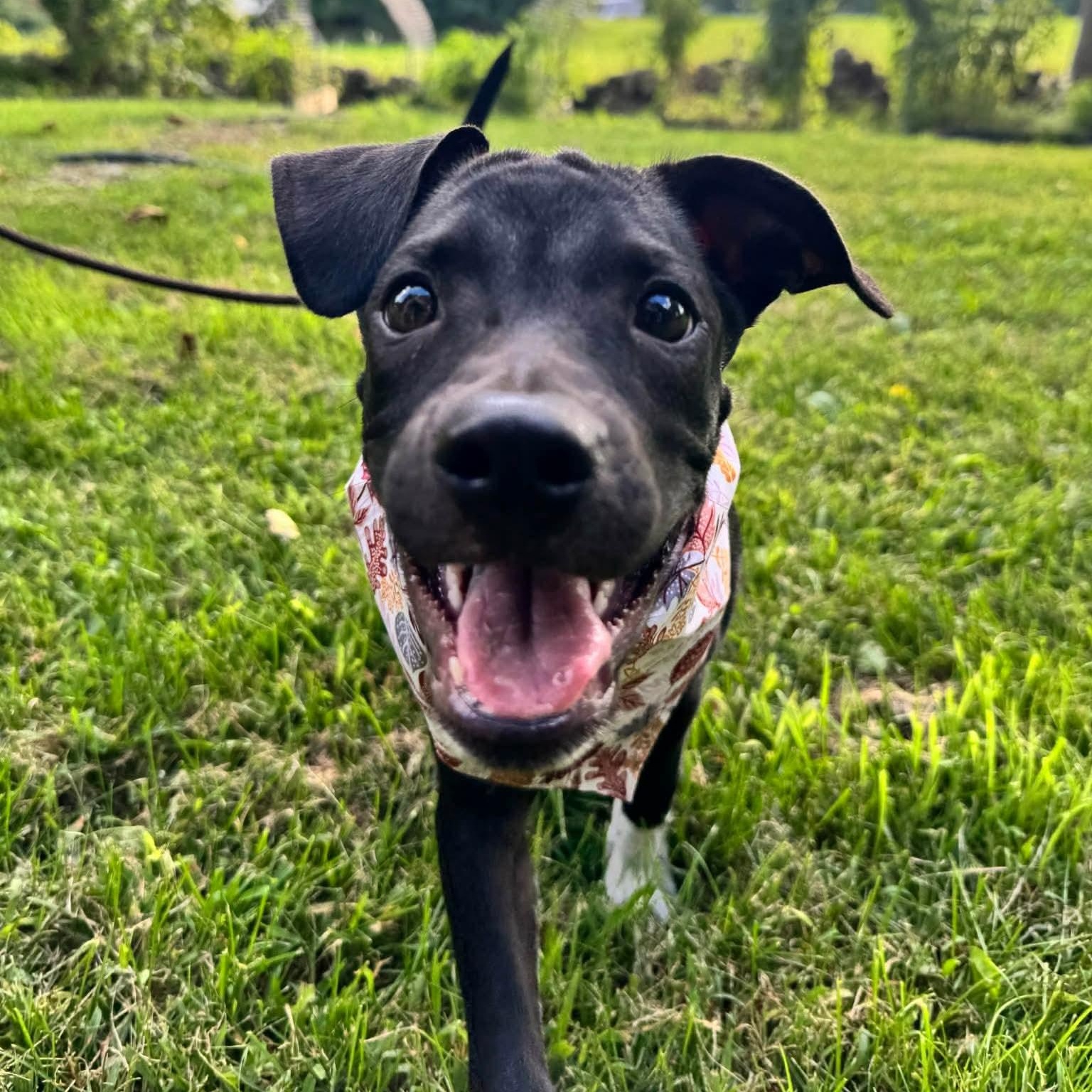 Enlarge Bonnie, a Adoptable mixed breed in Westport, MA image 2/6