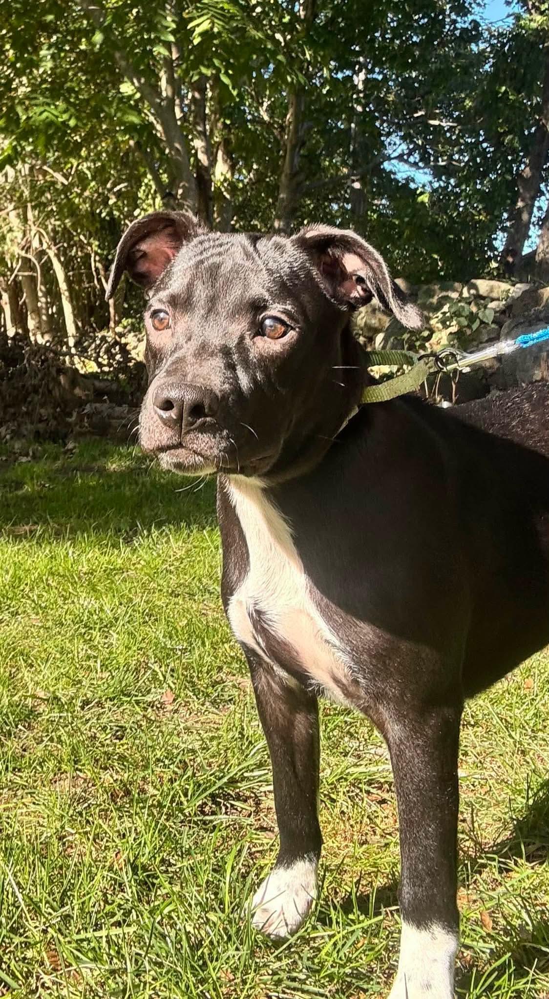 Enlarge Bonnie, a Adoptable mixed breed in Westport, MA image 6/6