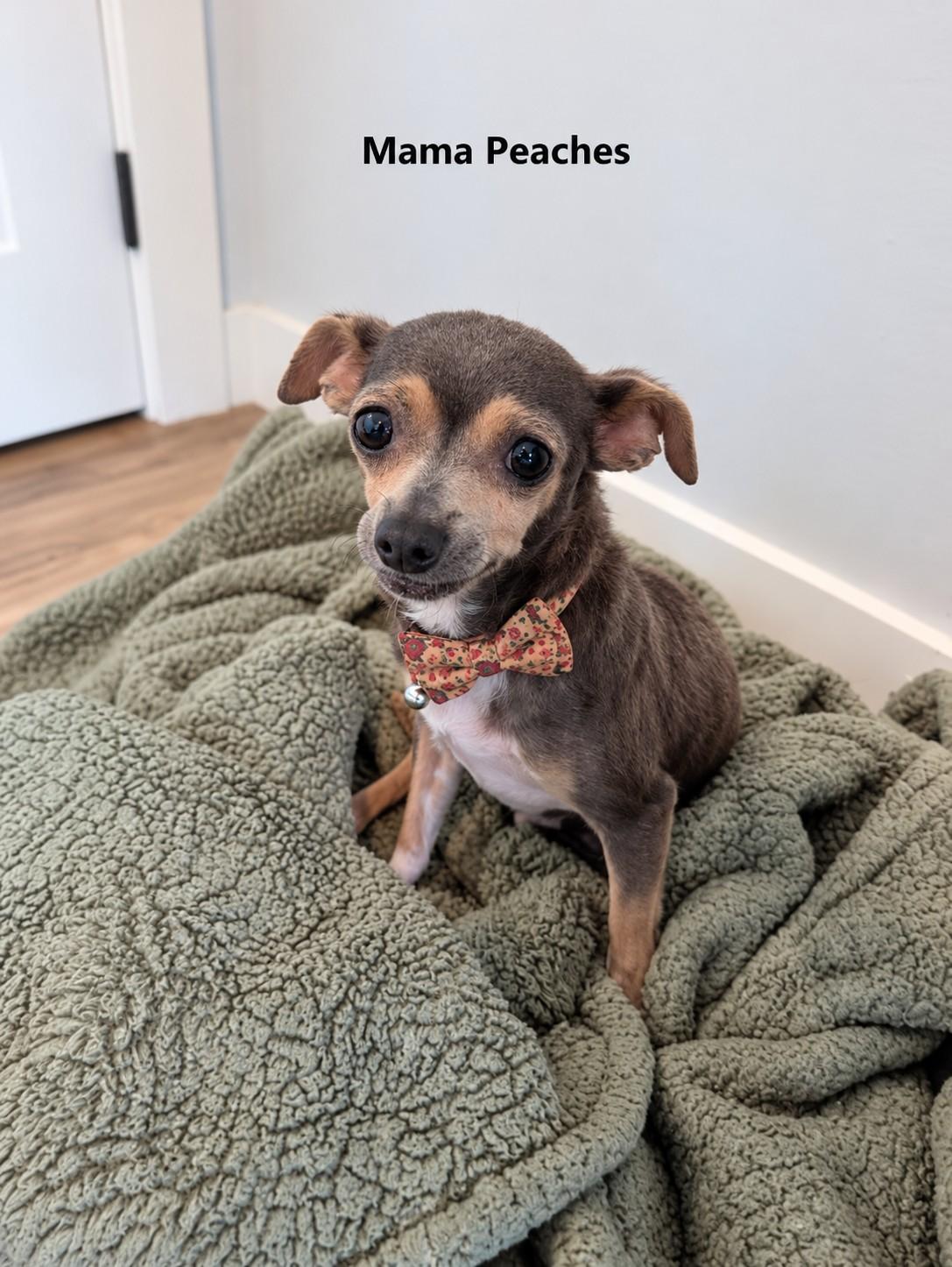 Enlarge Peaches, a Adopted mixed breed in Poway, CA image 1/1