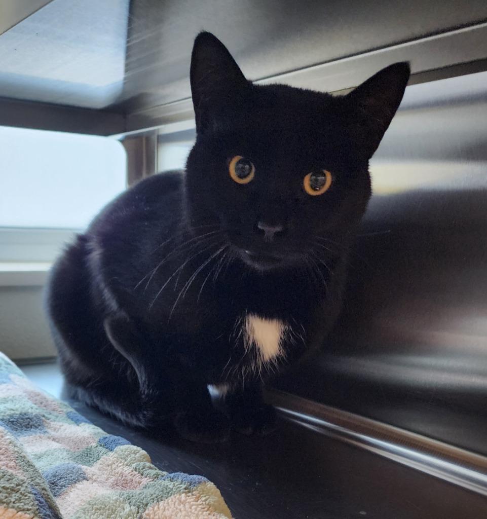 Treelo, a Adoptable mixed breed in Superior, WI image 1/2