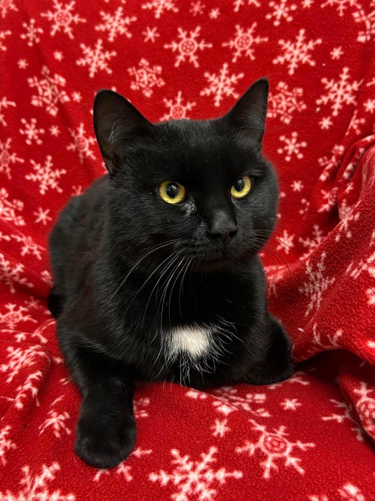 Treelo, a Adoptable mixed breed in Superior, WI image 2/2