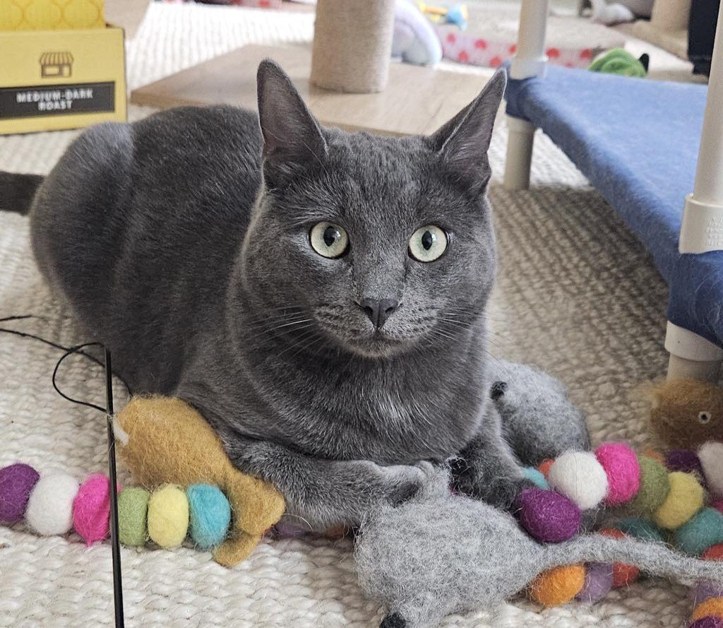 Adorable Russian Blue Kitten Jack - Adopt with Rosie or into a H Russian Blue Cat