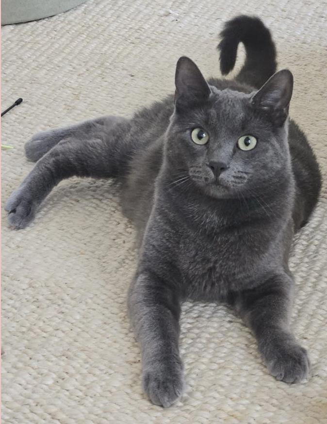 Adorable Russian Blue Kitten Jack - Adopt with Rosie or into a H Russian Blue Cat