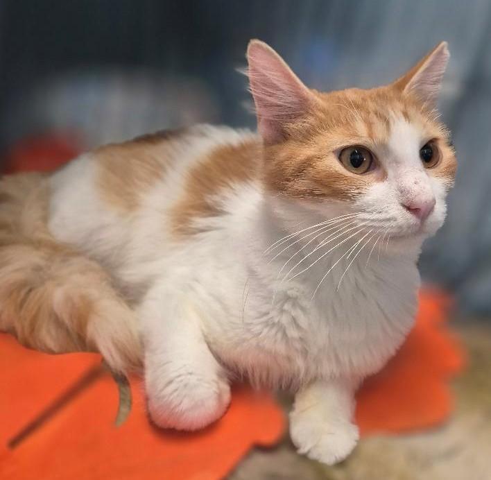 Mr. Whiskers thumbnail 2