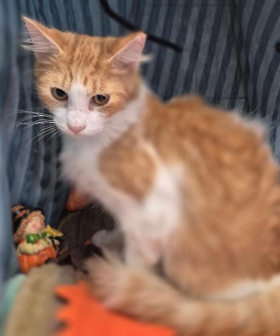 Mr. Whiskers thumbnail 4