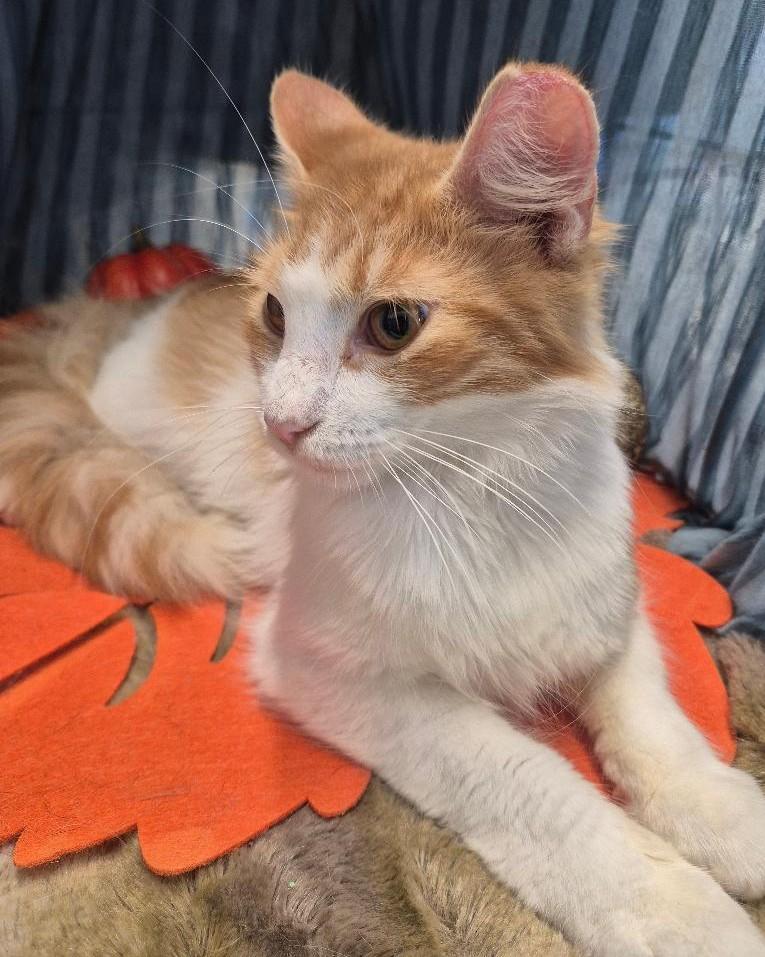 Mr. Whiskers thumbnail 5