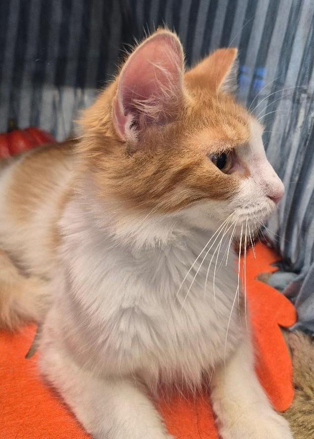 Mr. Whiskers thumbnail 3