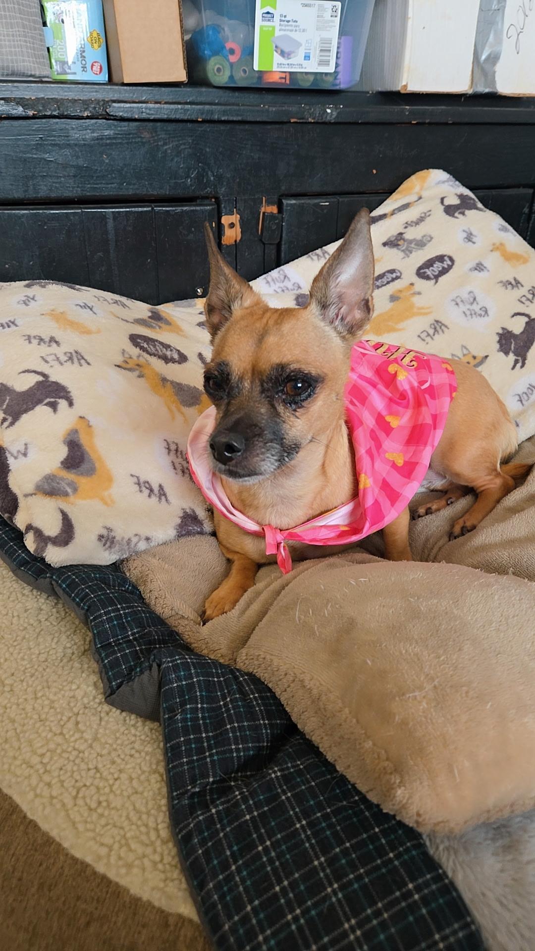 Enlarge Emma, a ADOPTABLE Chihuahua in Joliet, IL image 2/2