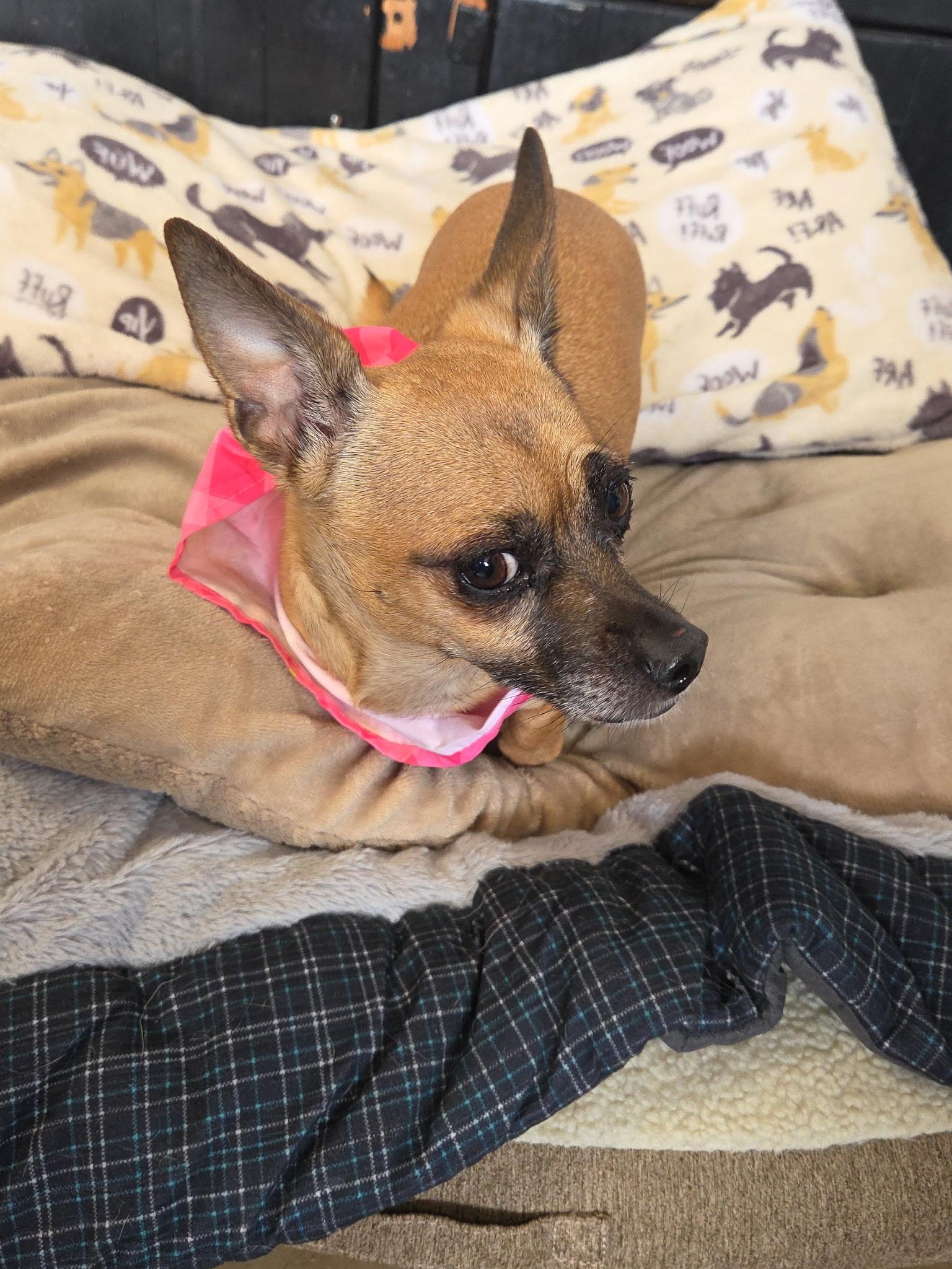 Emma, ADOPTABLE, Adult Female Chihuahua.