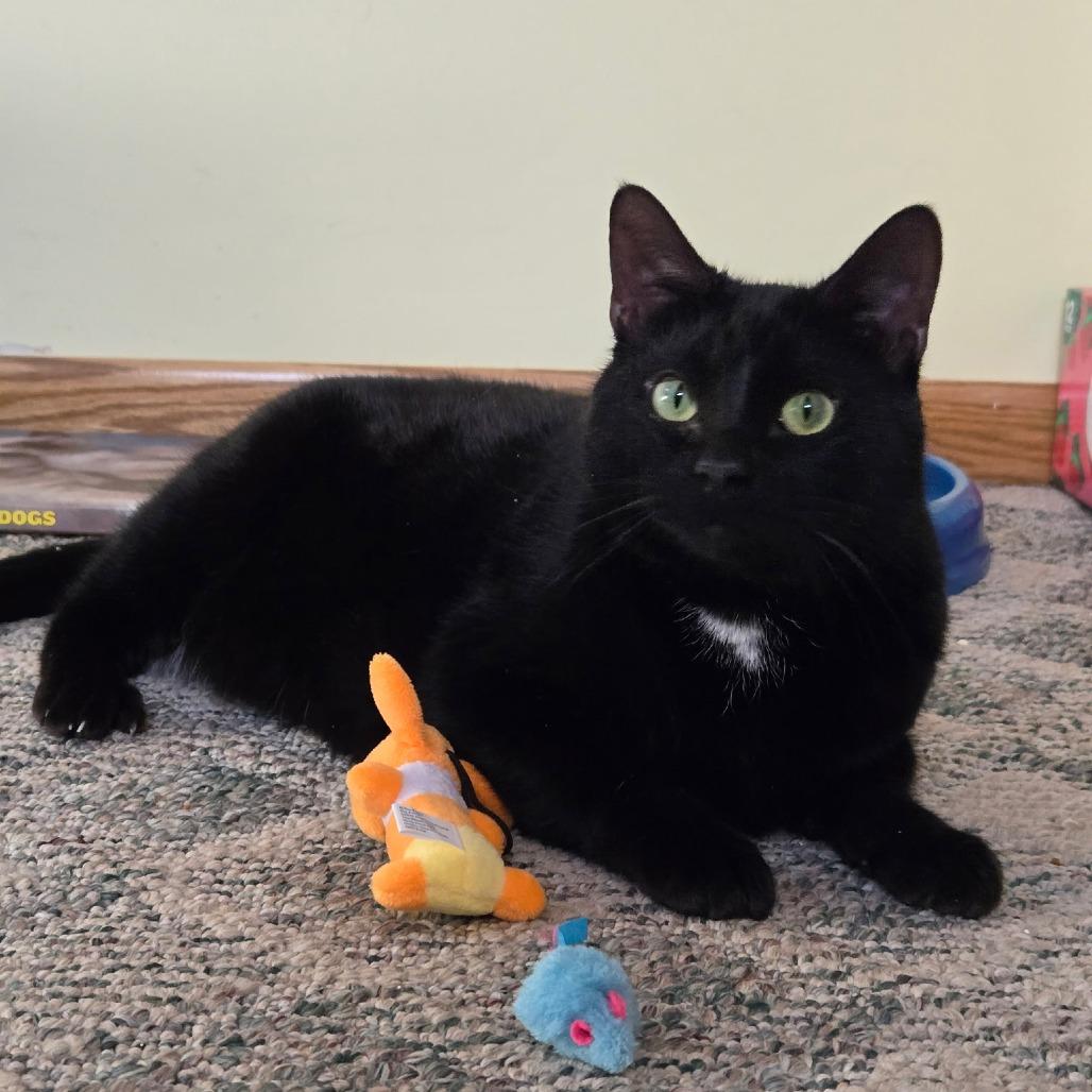 Marcelo--In Foster, Adoptable, Adult Male Domestic Short Hair.