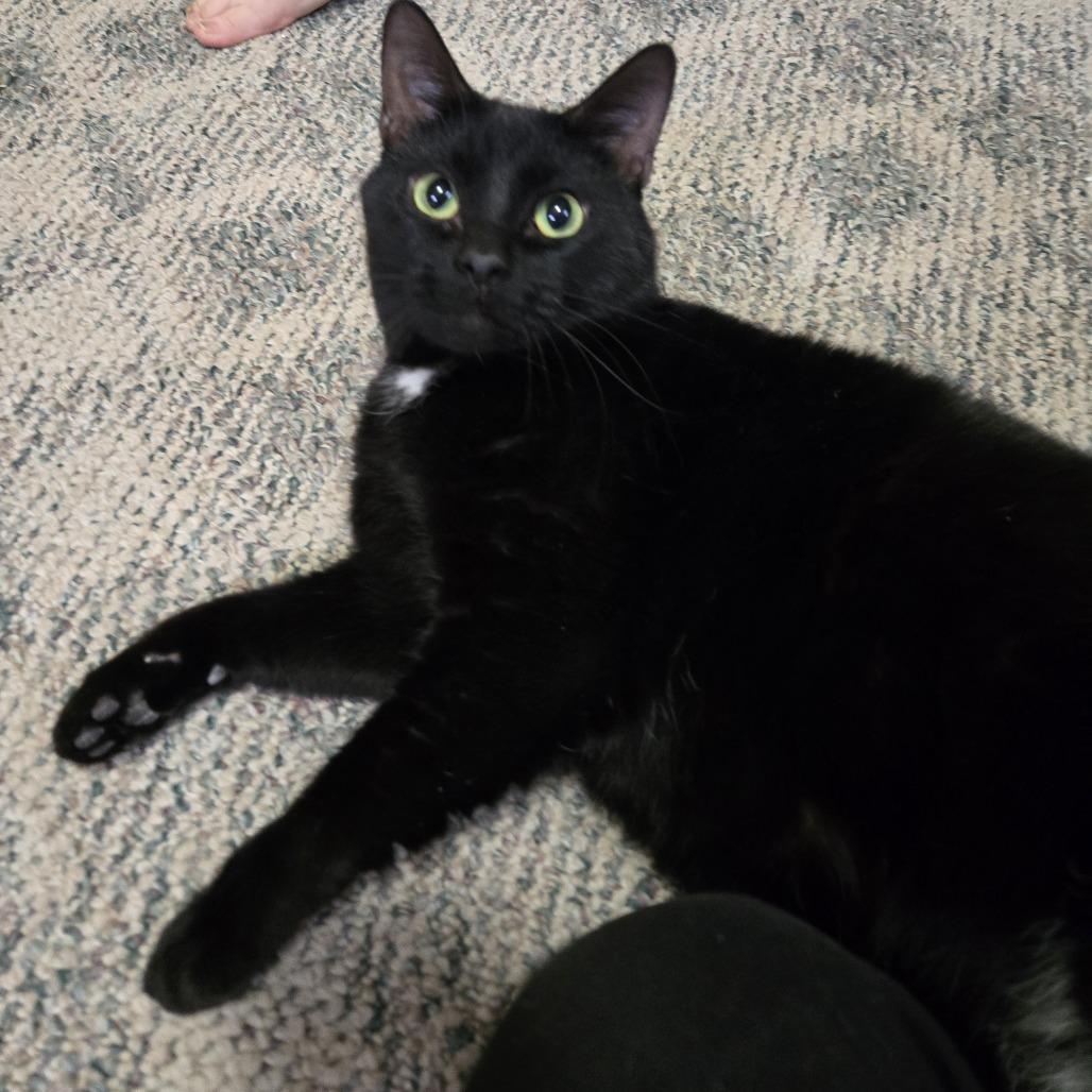 Enlarge Marcelo--In Foster, a Adoptable Domestic Short Hair in Fargo, ND image 2/6