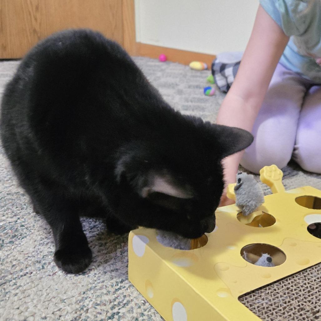 Enlarge Marcelo--In Foster, a Adoptable Domestic Short Hair in Fargo, ND image 3/6