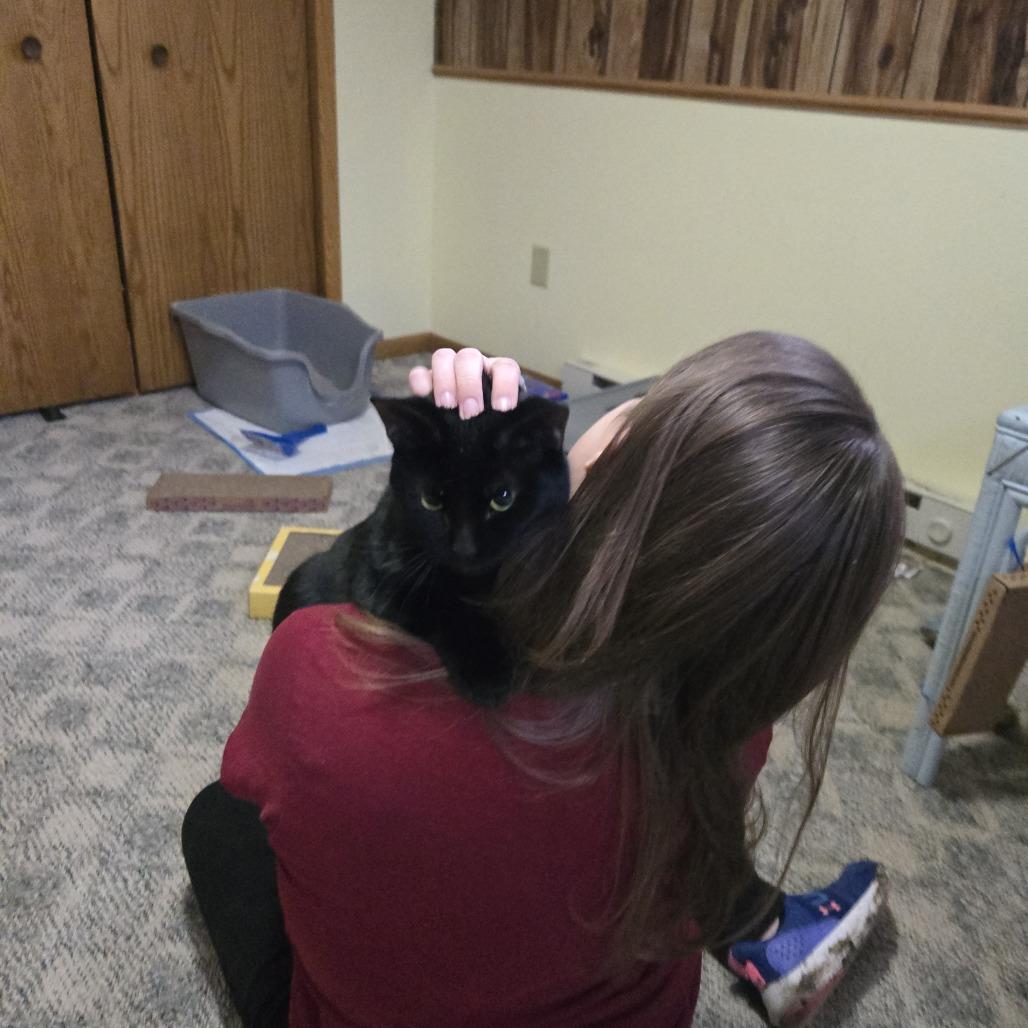 Enlarge Marcelo--In Foster, a Adoptable Domestic Short Hair in Fargo, ND image 5/6