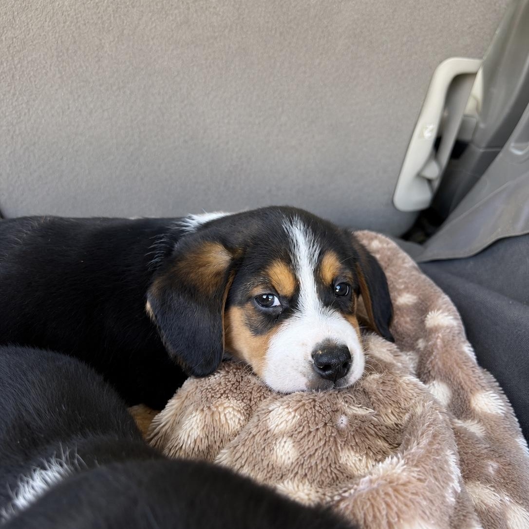 Enlarge Joey, an adopted Beagle in Yadkinville, NC image 3/5