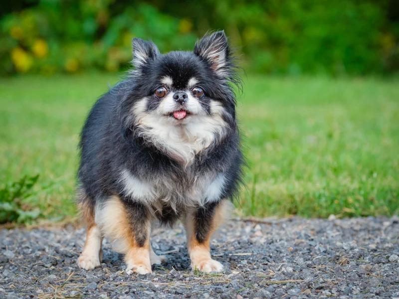 Enlarge Valentino, a Adopted Chihuahua in Pointe-Fortune, QC image 4/4