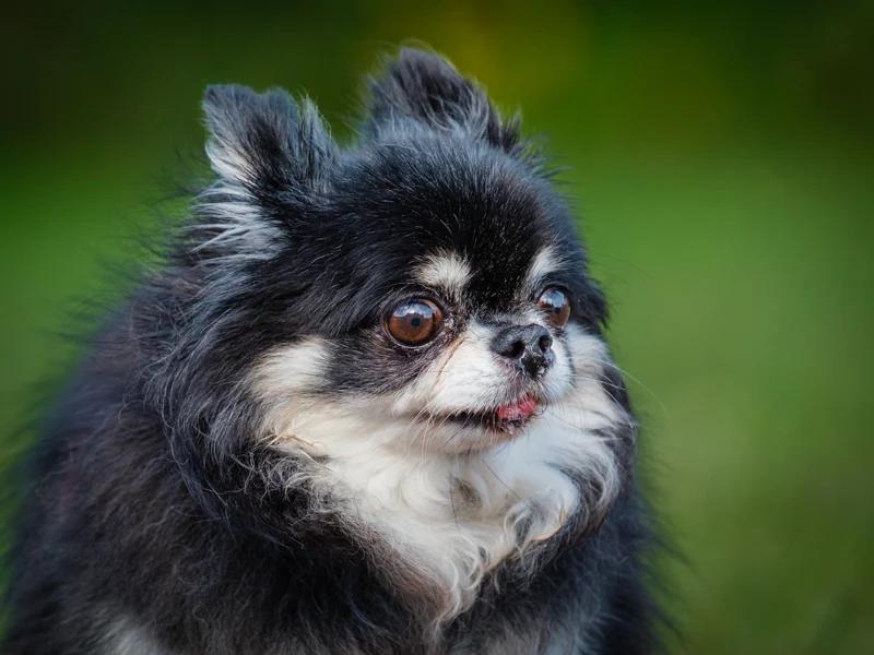 Valentino, Adopted, Senior Male Chihuahua.
