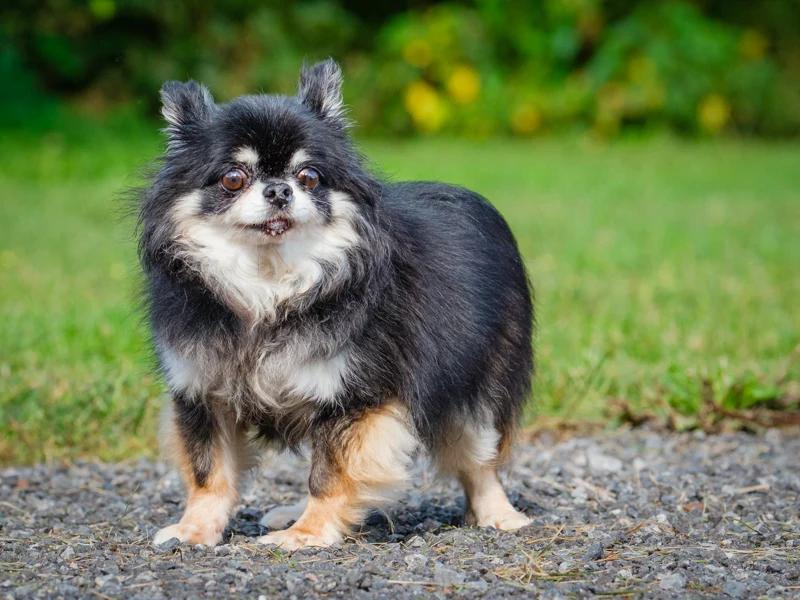 Enlarge Valentino, a Adopted Chihuahua in Pointe-Fortune, QC image 2/4