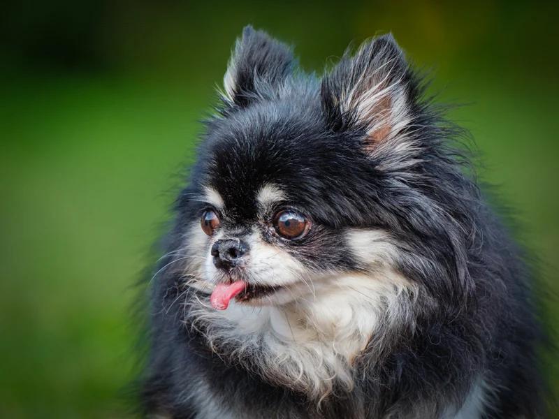 Enlarge Valentino, a Adopted Chihuahua in Pointe-Fortune, QC image 3/4