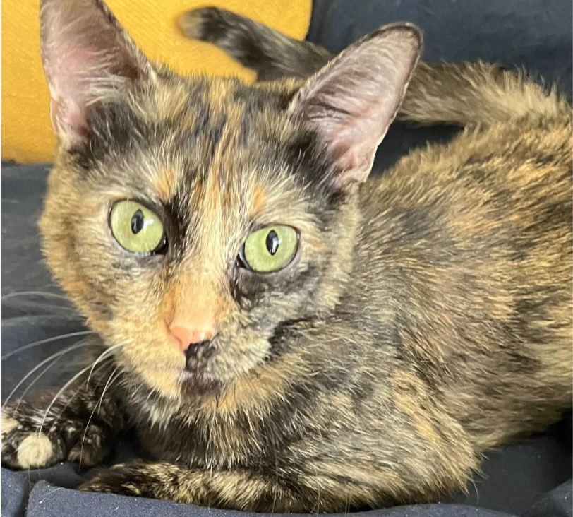 Phoenix, a Adoptable Domestic Short Hair in Hudson, NH image 1/6