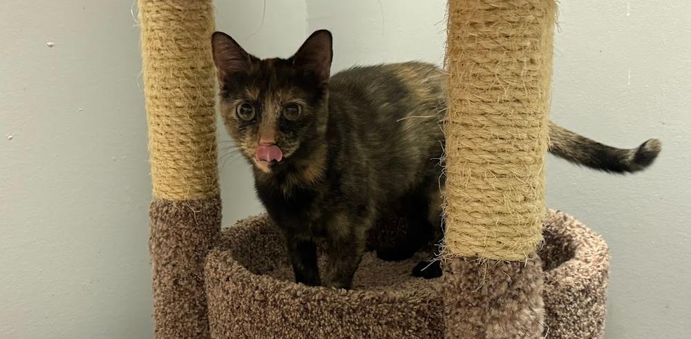 Phoenix, a Adoptable Domestic Short Hair in Hudson, NH image 2/6