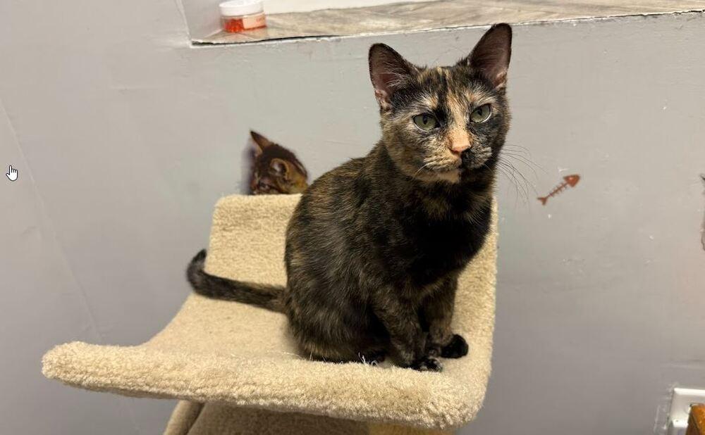 Phoenix, a Adoptable Domestic Short Hair in Hudson, NH image 3/6