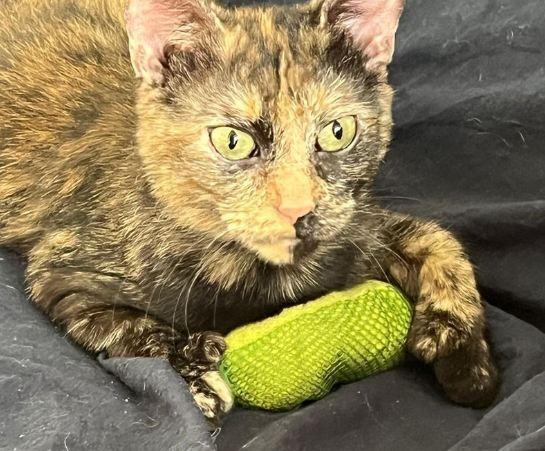 Phoenix, a Adoptable Domestic Short Hair in Hudson, NH image 4/6
