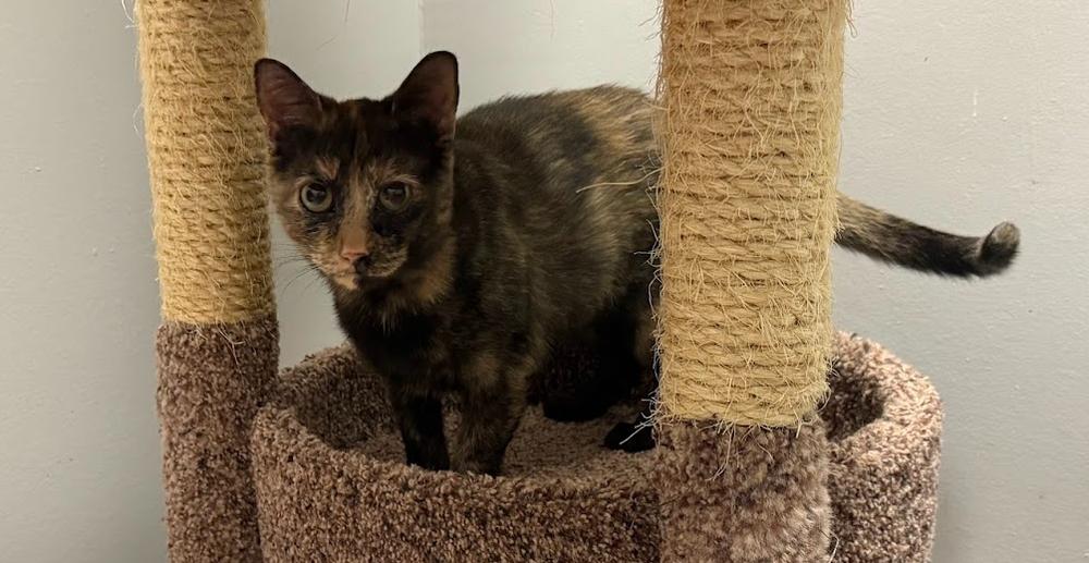 Phoenix, a Adoptable Domestic Short Hair in Hudson, NH image 5/6
