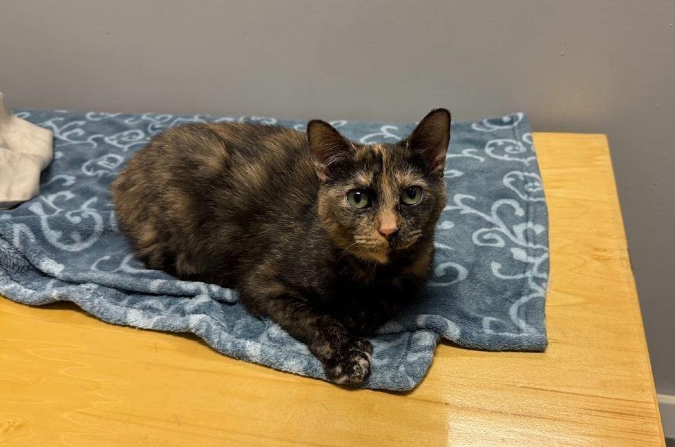 Phoenix, a Adoptable Domestic Short Hair in Hudson, NH image 6/6