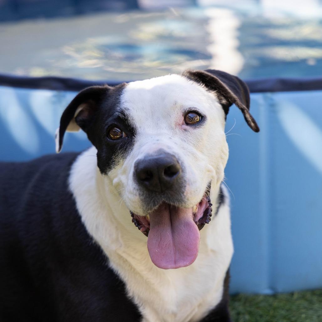 Monica, Adoptable, Adult Female Pit Bull Terrier.