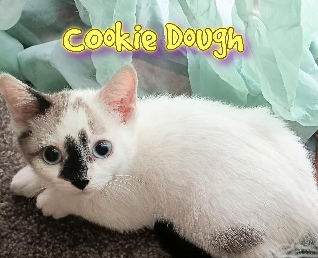 Enlarge Cookie Dough, a ADOPTABLE Domestic Short Hair in Corinth, NY image 1/1