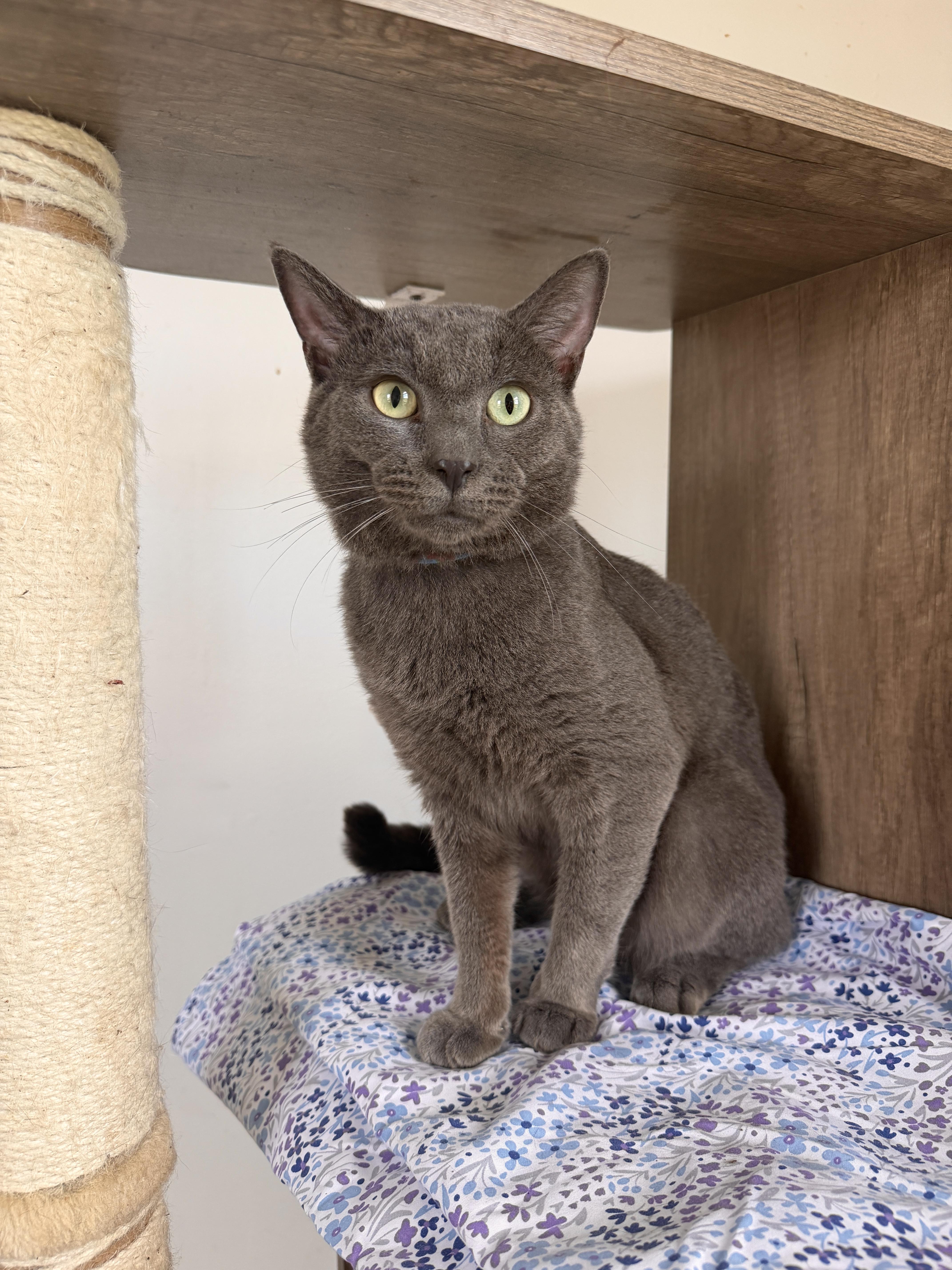 Enlarge Bluey, a ADOPTABLE Domestic Short Hair in New York, NY image 1/3